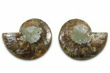 Cut & Polished Ammonite Fossil - Madagascar #377549-1